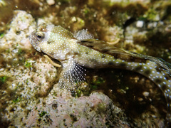White-Dotted Rockskipper photo 3