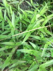 Murdannia keisak