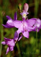 Calopogon tuberosus