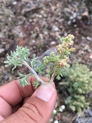 Artemisia spinescens