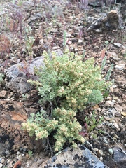 Artemisia spinescens