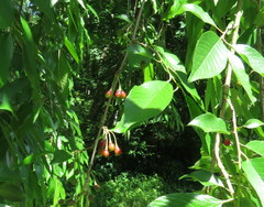 Cerasus