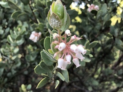 Arctostaphylos pringlei