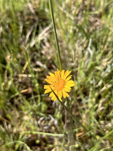 thinleaf goldenhead (Pyrrocoma linearis)