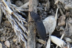 Agrypnus rectangularis