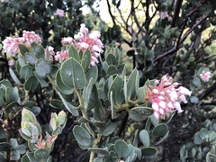 Arctostaphylos pringlei