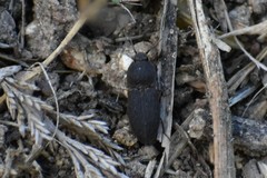 Agrypnus rectangularis