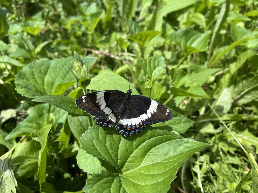 American White Admiral from Abbott Rd, North Grenville, ON, CA on June ...