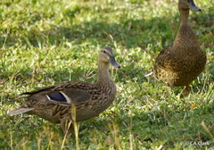 Anas platyrhynchos × wyvilliana
