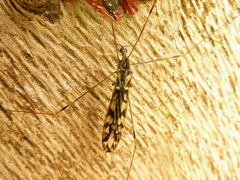 Libnotes terraereginae