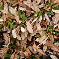 Dryas ajanensis
