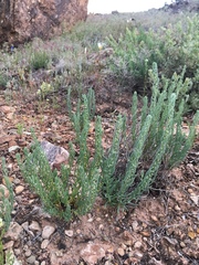 Neokochia americana