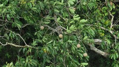 Bertholletia excelsa