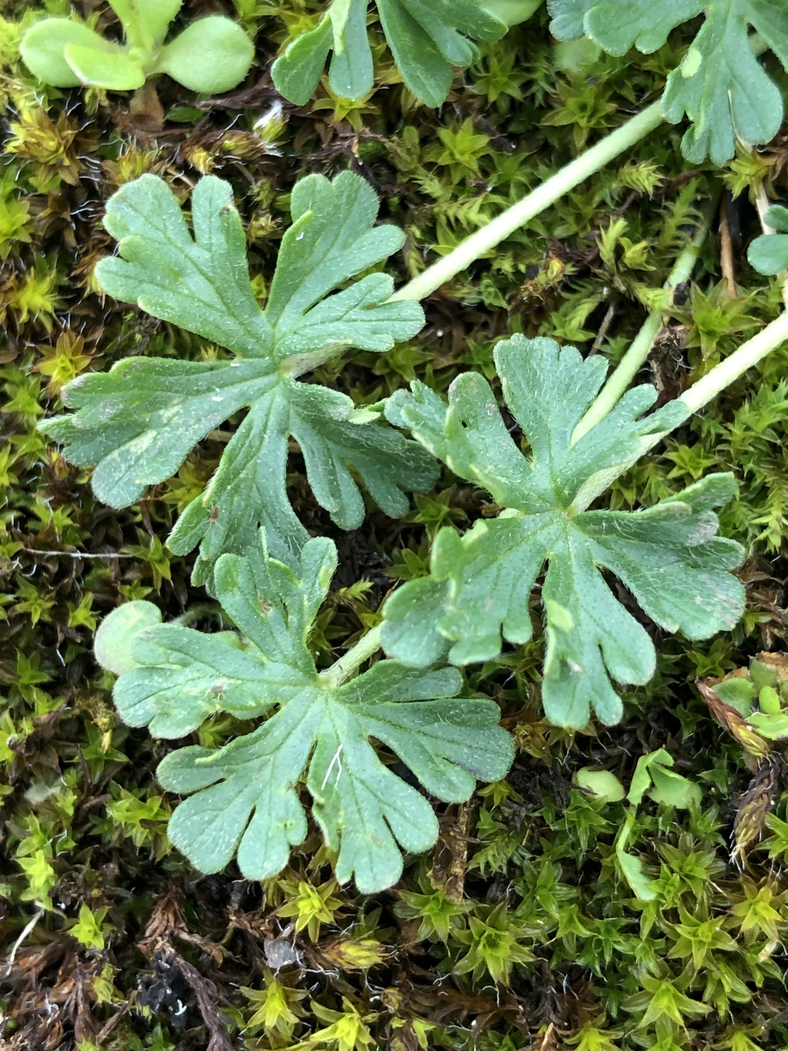Geranium retrorsum