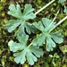 Geranium retrorsum - Photo (c) Nathan Odgers, algunos derechos reservados (CC BY), subido por Nathan Odgers