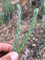 Neokochia americana