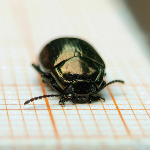 cow parsley leaf beetle, photo 7 of 7