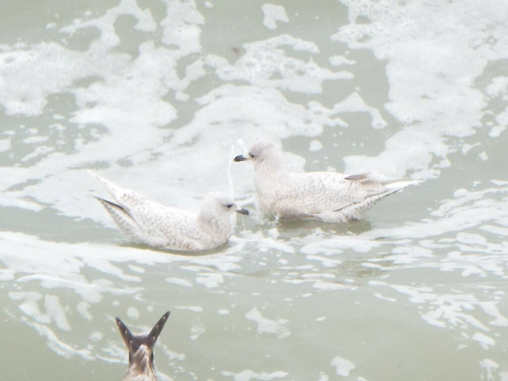 Kumlien's Gull