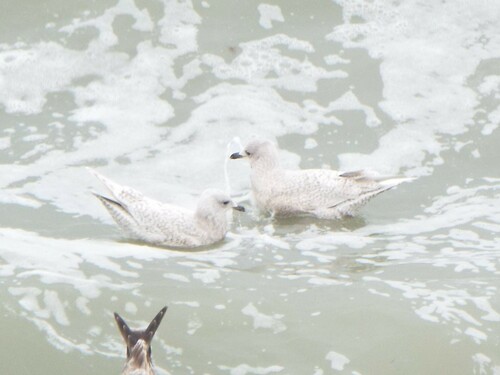 Kumlien's Gull