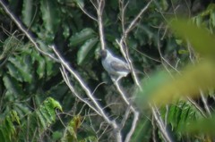 Conioptilon mcilhennyi