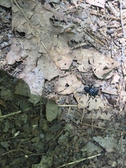 Sphodros niger