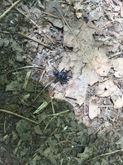 Sphodros niger