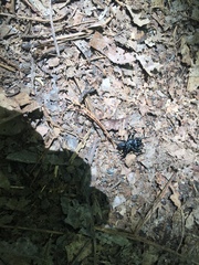 Sphodros niger