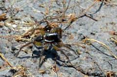 Allocosa paraguayensis