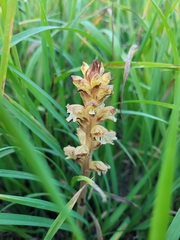 Greater Broomrape (Orobanche reticulata)
