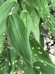 Dichanthelium latifolium