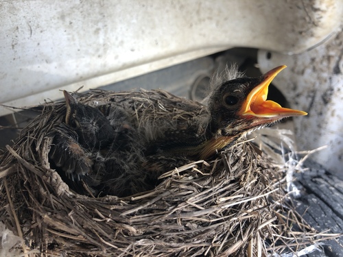 American Robin photographed in Mississippi