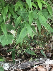 Dichanthelium latifolium