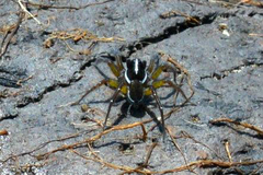 Allocosa paraguayensis