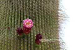 Cephalocereus polylophus