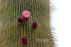 Cephalocereus polylophus
