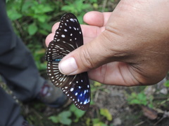 Euploea mulciber barsine