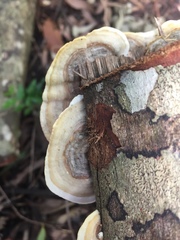Trametes pavonia