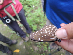 Euploea mulciber barsine