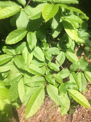 Oxydendrum