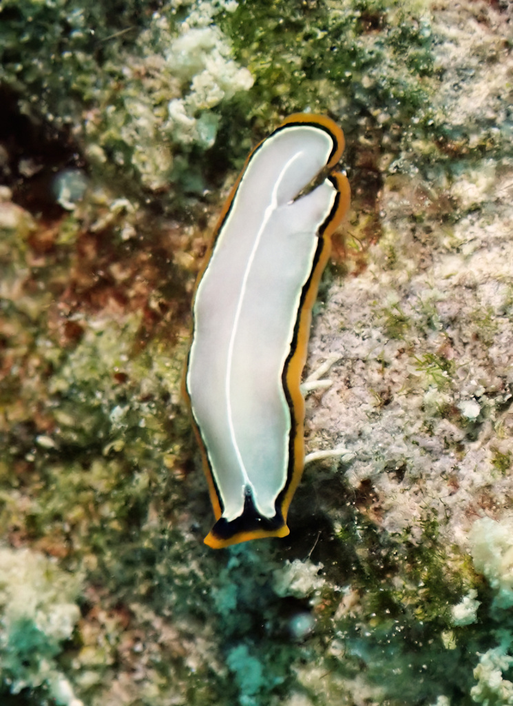 Pseudoceros contrarius