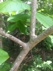 Oxydendrum