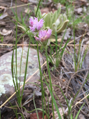 Allium geyeri