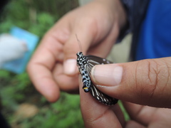 Euploea mulciber barsine