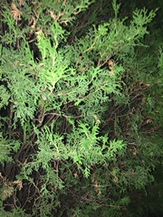 Platycladus orientalis