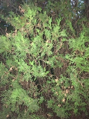 Platycladus orientalis