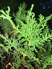 Platycladus orientalis