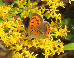 Lycaena phlaeas hypophlaeas