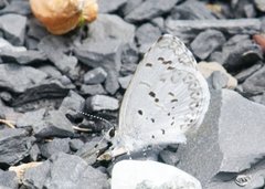 Celastrina serotina