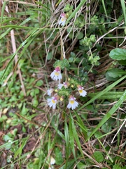 Euphrasia transmorrisonensis