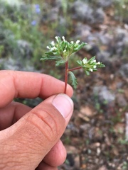 Ipomopsis polycladon